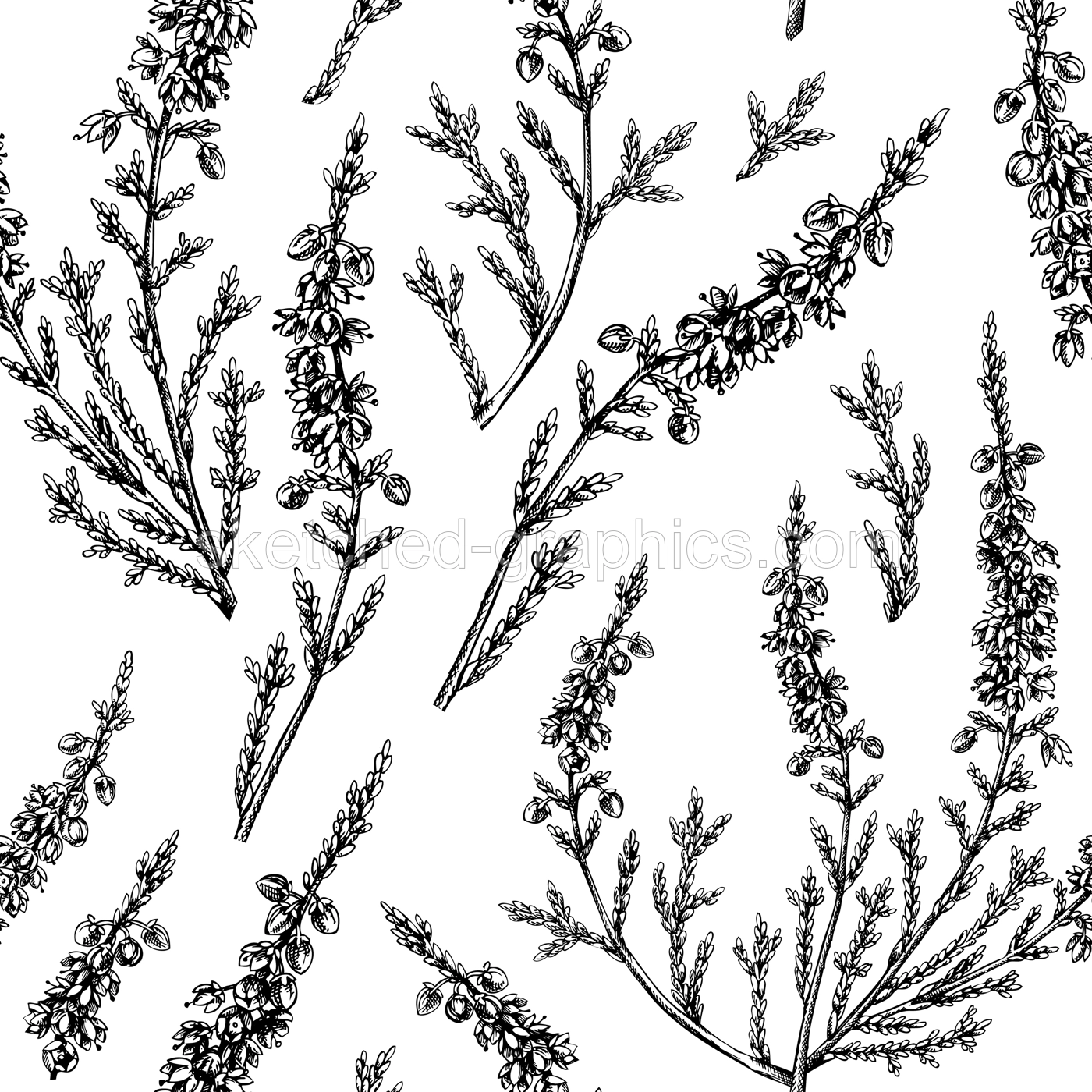 Hand sketched heather background. Vintage summer florals drawing seamless pattern. Traditional plant of Scotland. Botanical elements in engraved style. Heather flowers backdrop. Illustration
